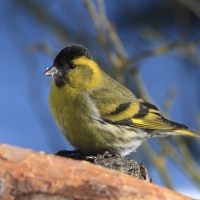 Czyż - Spinus spinus - Eurasian Siskin