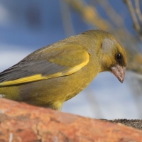 Dzwoniec - Chloris chloris - Greenfinch