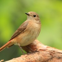Pleszka - Phoenicurus phoenicurus - Common Redstart
