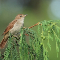 Słowik rdzawy - Luscinia megarhynchos - Common Nightingale