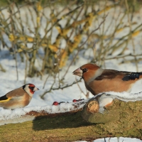 Grubodziób - Coccothraustes coccothraustes - Hawfinch