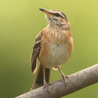 Drozdówka jasna - Cercotrichas leucophrys - White-browed Scrub Robin