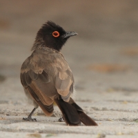 Bilbil czerwonooki - Black-fronted Bulbul