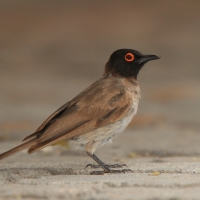 Bilbil czerwonooki - Black-fronted Bulbul