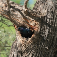 Błyszczak ciemny - Lamprotornis mevesii - Meves's Starling