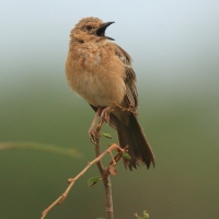 Afroskowronek rdzawolicy - Calendulauda poecilosterna - Pink-breasted Lark
