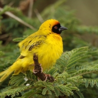Wikłacz akacjowy - Ploceus vitellinus - Vitelline Masked-Weaver