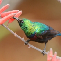 Nektarnik czarnoskrzydły - Cinnyris mariquensis - Marico Sunbird