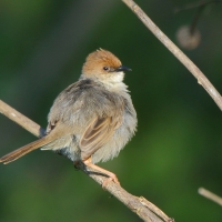 Chwastówka górska - Cisticola hunteri - Hunter's Cisticola