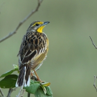 Szponnik żółtogardły - Macronyx croceus - Yellow-throated Longclaw