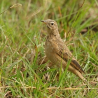 Świergotek gładki - Anthus leucophrys - Plain-backed Pipit