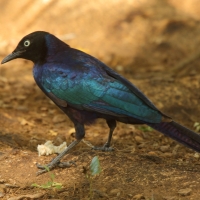 Błyszczak purpurowosterny - Lamprotornis purpuroptera - Rüppell's Glossy Starling
