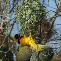 Wikłacz akacjowy - Ploceus vitellinus - Vitelline Masked-Weaver