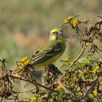 Afrokulczyk mozambijski - Crithagra mozambica - Yellow-fronted Canary