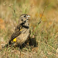 Wikłacz przylądkowy - Euplectes capensis - Yellow Bishop