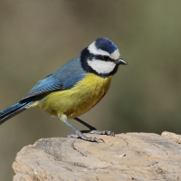 Modraszka kanaryjska - Cyanistes teneriffae - Canary Islands Tit