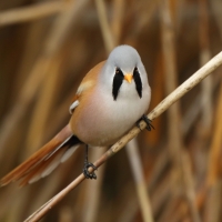Wąsatka - Panurus biarmicus - Bearded Reedling