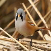 Wąsatka - Panurus biarmicus - Bearded Reedling