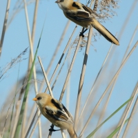 Wąsatka - Bearded Reedling