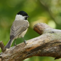 Sikora uboga - Poecile palustris - Marsh Tit