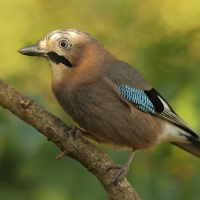 Sójka - Garrulus glandarius - Eurasian Jay