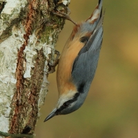 Kowalik - Sitta europaea - Eurasian Nuthatch