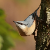 Kowalik - Sitta europaea - Eurasian Nuthatch