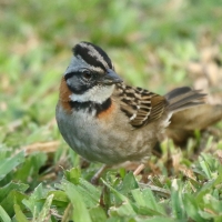 Pasówka obrożna - Rufous-collared Sparrow