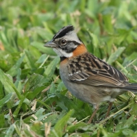 Pasówka obrożna - Rufous-collared Sparrow