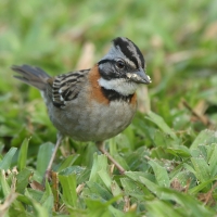 Pasówka obrożna - Rufous-collared Sparrow