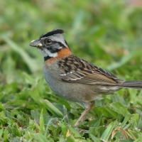 Pasówka obrożna - Rufous-collared Sparrow