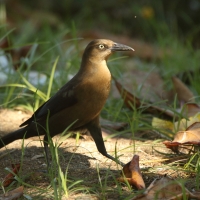 Wilgowron meksykański - Quiscalus mexicanus - Great-tailed Grackle