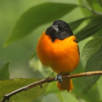 Kacyk północny - Icterus galbula - Baltimore Oriole