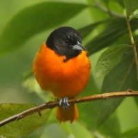 Kacyk północny - Icterus galbula - Baltimore Oriole
