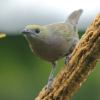 Tangarka palmowa - Palm Tanager