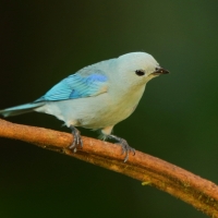 Tangarka niebieska - Thraupis episcopus - Blue-grey Tanager