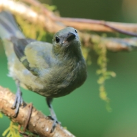 Tangarka palmowa - Palm Tanager