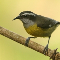 Cukrzyk bananowy- Coereba flaveola - Bananaquit