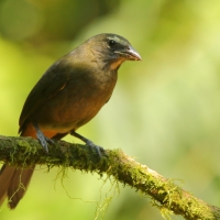 Ziarnołusk płowogardły - Saltator maximus - Buff-throated Saltator