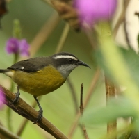 Cukrzyk bananowy- Coereba flaveola - Bananaquit