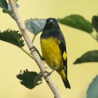Czyż żółtobrzuchy - Spinus xanthogastrus - Yellow-bellied Siskin