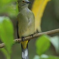 Jedwabniczka długosterna - Ptiliogonys caudatus - Long-tailed Silky-flycatche