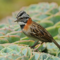 Pasówka obrożna - Rufous-collared Sparrow