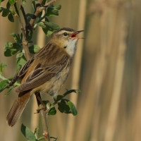 Rokitniczka - Acrocephalus schoenobaenus - Sedge Warbler