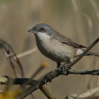 Piegża - Sylvia curruca - Lesser Whitethroat