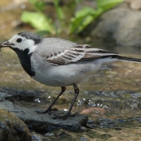 Pliszka siwa - Motacilla alba - White Wagtail