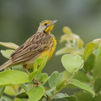 Szponnik żółtogardły - Macronyx croceus - Yellow-throated Longclaw