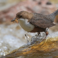 Pluszcz - Cinclus cinclus - White-throated Dipper