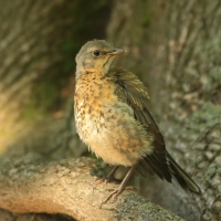 Kwiczoł - Turdus pilaris - Fieldfare