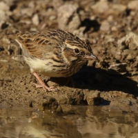 Lerka - Lullula arborea - Wood Lark